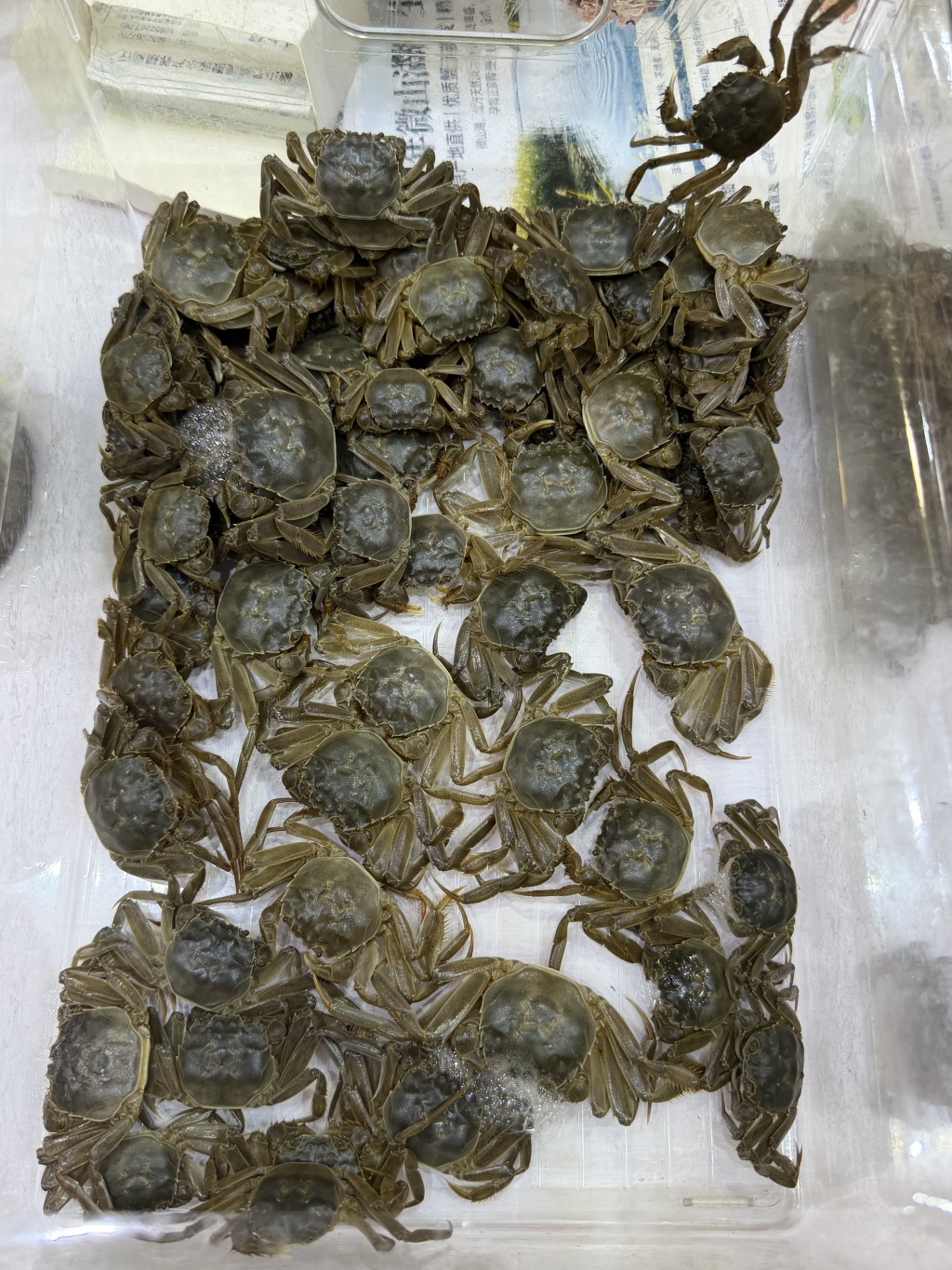 观察|全国大闸蟹产地争相打造IP,靠什么吸引消费者?