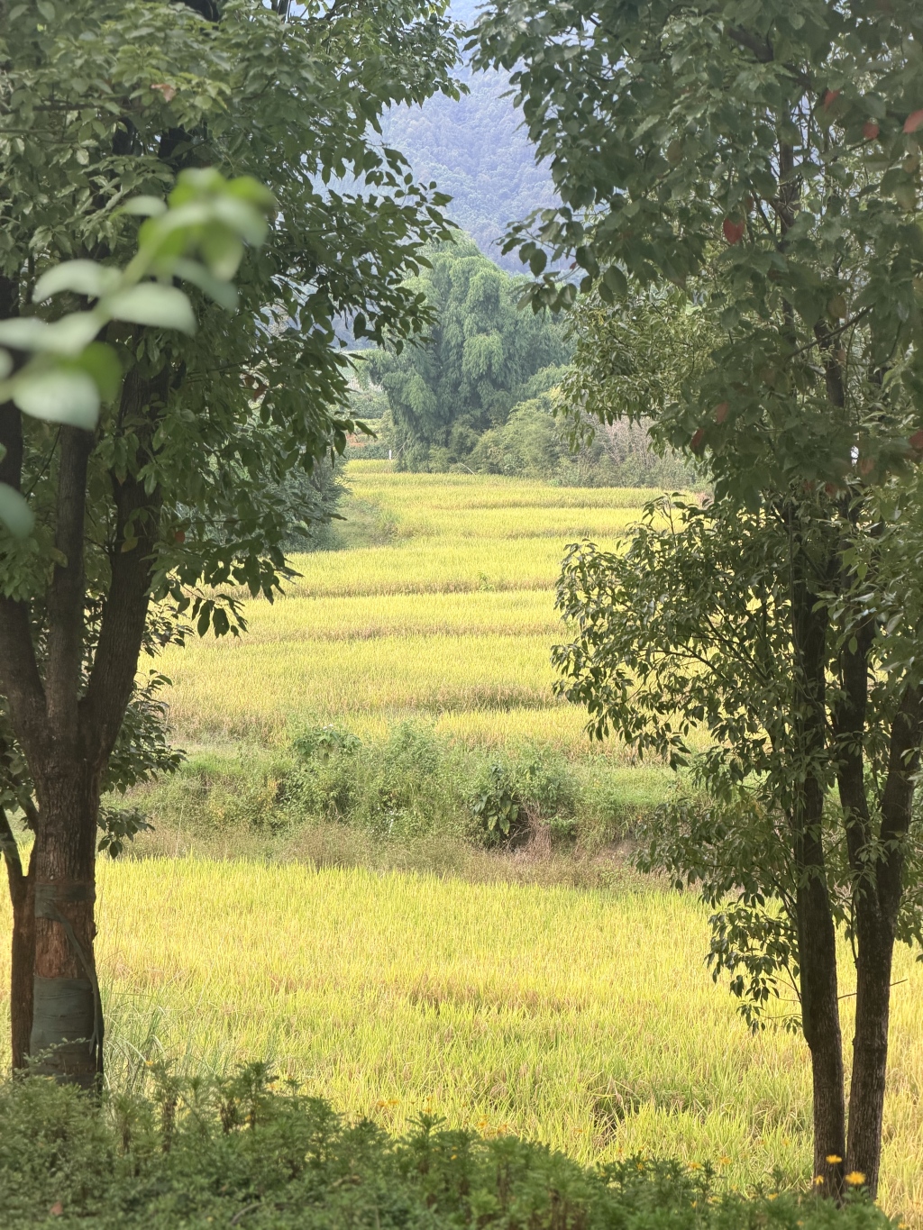 铸牢共同体、中华一家亲丨边境多民族聚居村寨打造和美乡村