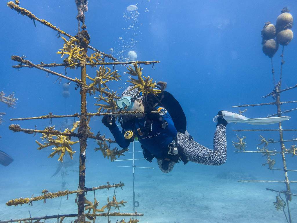 造礁珊瑚物种面临灭绝风险,气候变化引发海洋升温是主因