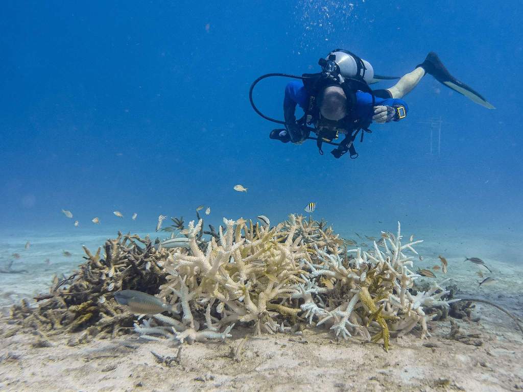 造礁珊瑚物种面临灭绝风险,气候变化引发海洋升温是主因