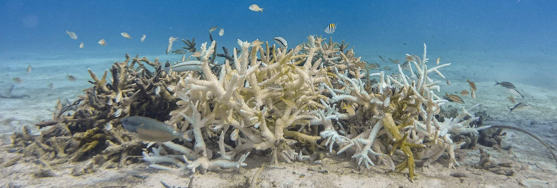 造礁珊瑚物种面临灭绝风险,气候变化引发海洋升温是主因