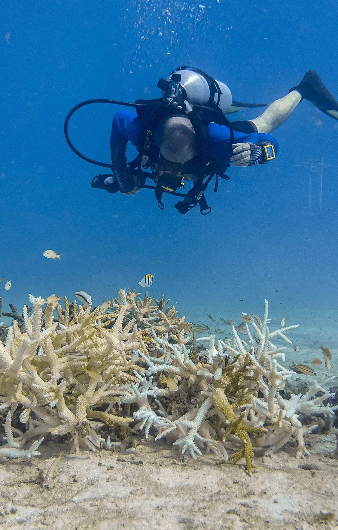 造礁珊瑚物种面临灭绝风险,气候变化引发海洋升温是主因