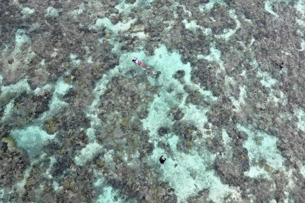 造礁珊瑚物种面临灭绝风险,气候变化引发海洋升温是主因