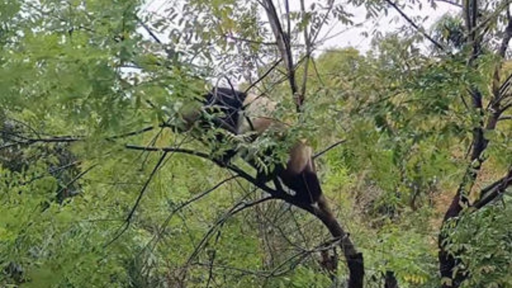 河南洛阳一动物园大熊猫爬树时从高处掉落,园方:已检查,确认其未受伤