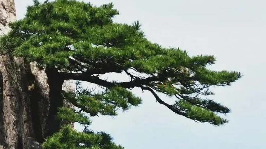 华东师范大学中文系冉忆桥教授逝世，享年89岁