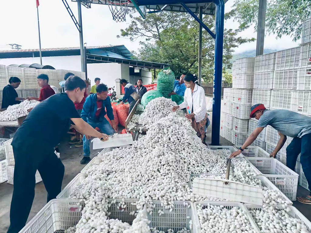 铸牢共同体、中华一家亲丨沪滇帮扶助力德宏陇川蚕桑产业，获评最佳减贫案例