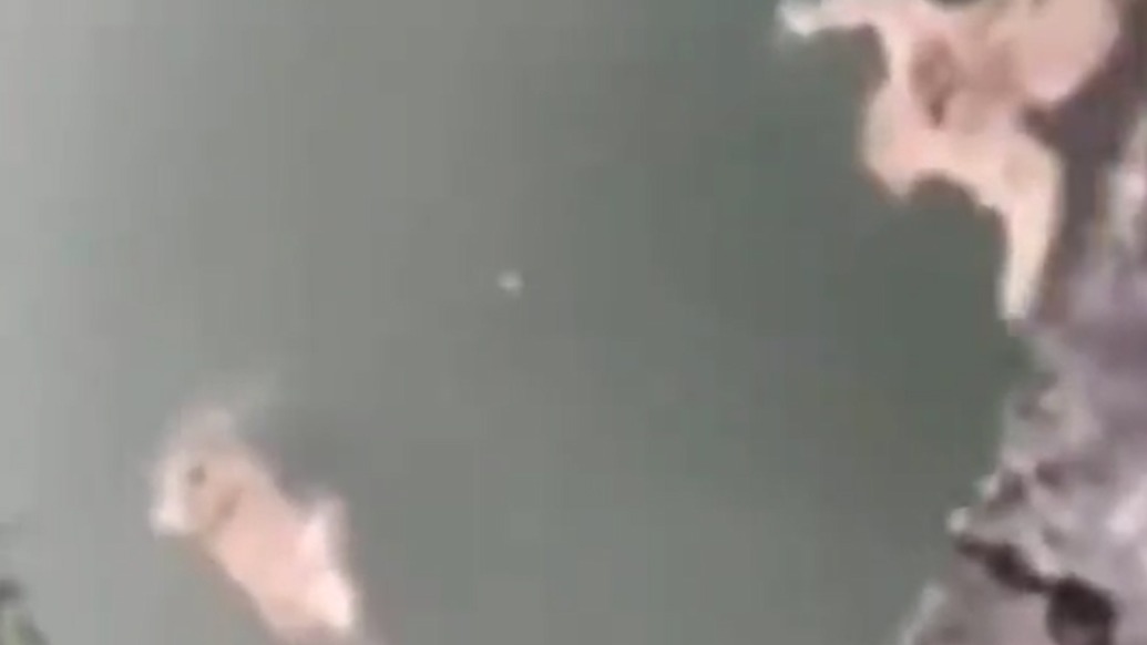 广西马山县林业局:多只猴子下山饮水不慎溺亡,已全部打捞并作无害化处理