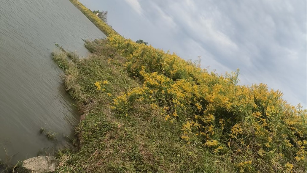 芜湖鸠江区发现大面积的外来物种“加拿大一枝黄花”,区农业局:全区正在清理
