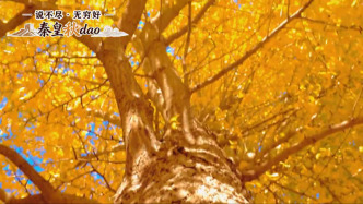 说不尽、无穷好——秦皇秋dao｜抚宁街头银杏树迎来最佳观赏期