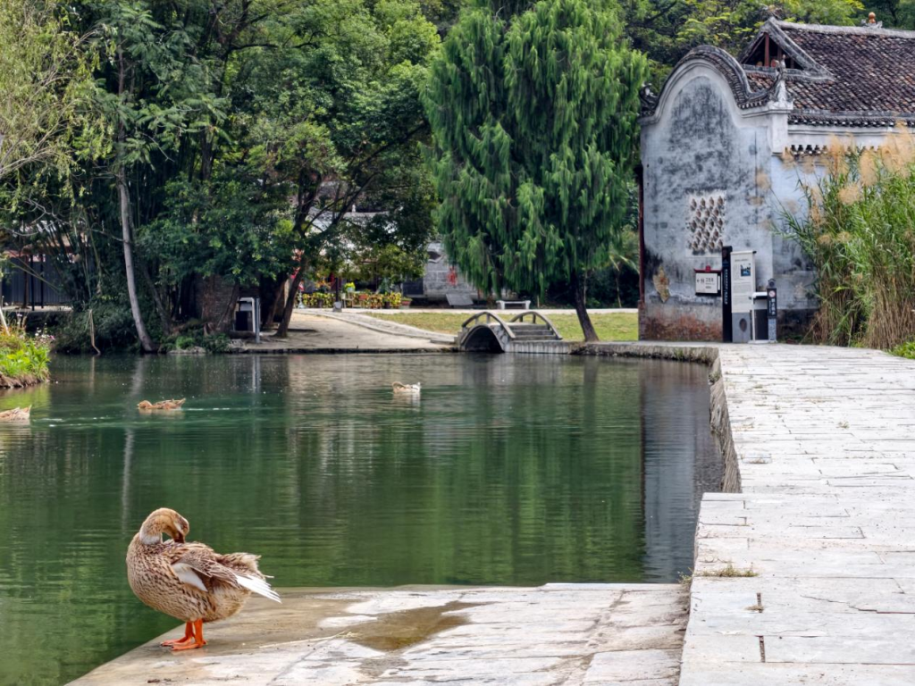 何以中国·壮美八桂|状元IP与古道油茶:古村旅游的两种样本