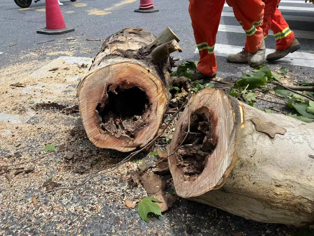 管家婆澳门开奖资料:“闪送”小哥街头被砸身亡后，沿街树木被“砍头”？管理部门回应