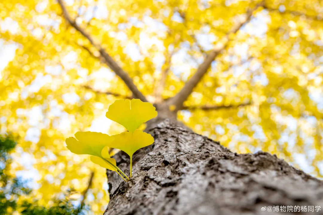 春華秋實·尋城記 ｜ 繽紛秋日，收下這份家門口的游玩指南