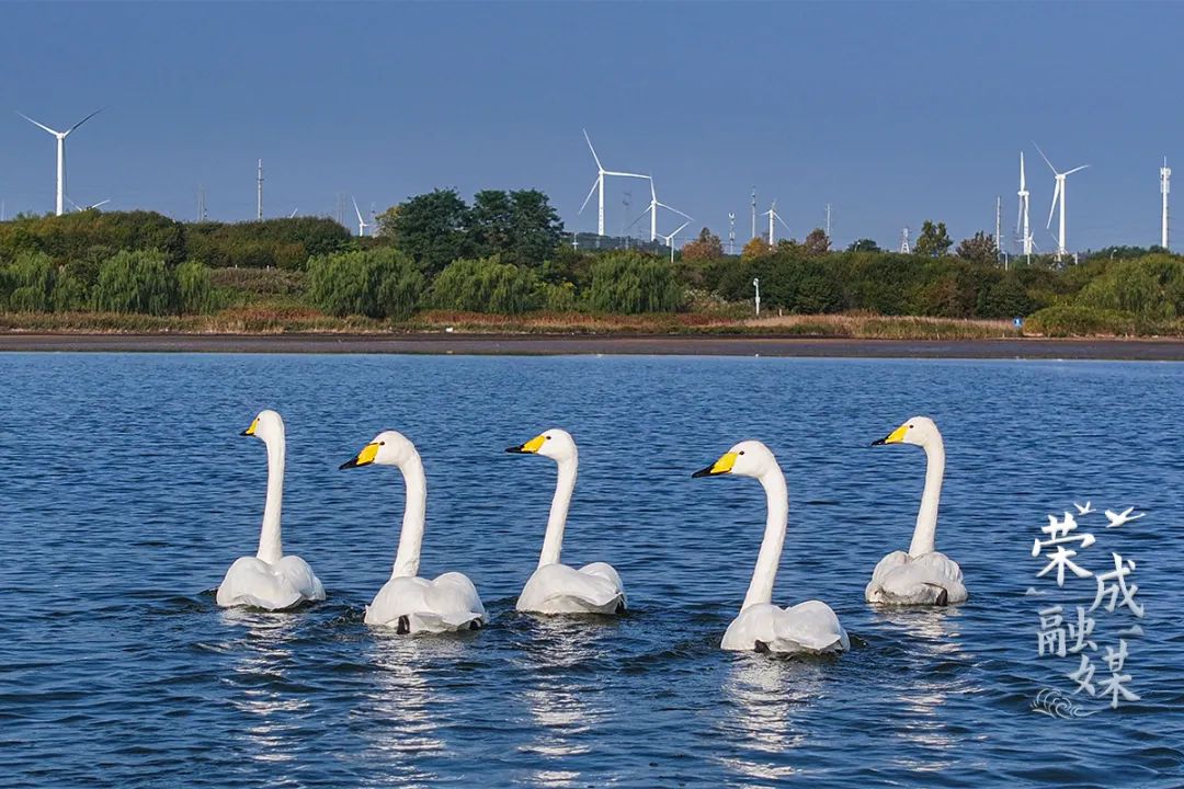 首批大天鹅来啦!