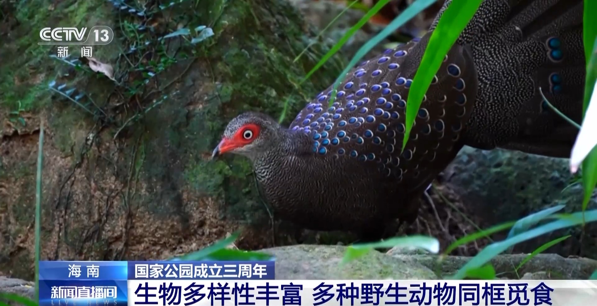 这个国家公园3岁了!海南孔雀雉、海南山鹧鸪、绿翅金鸠入画来