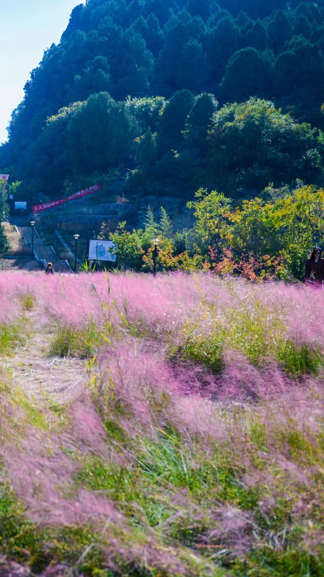 这一站,济南!这些花海免费又出片,快来打卡"粉红的回忆"!