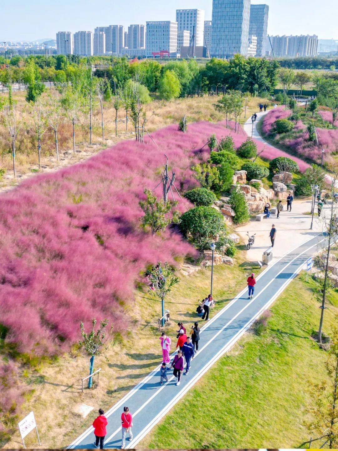 这一站,济南!这些花海免费又出片,快来打卡"粉红的回忆"!