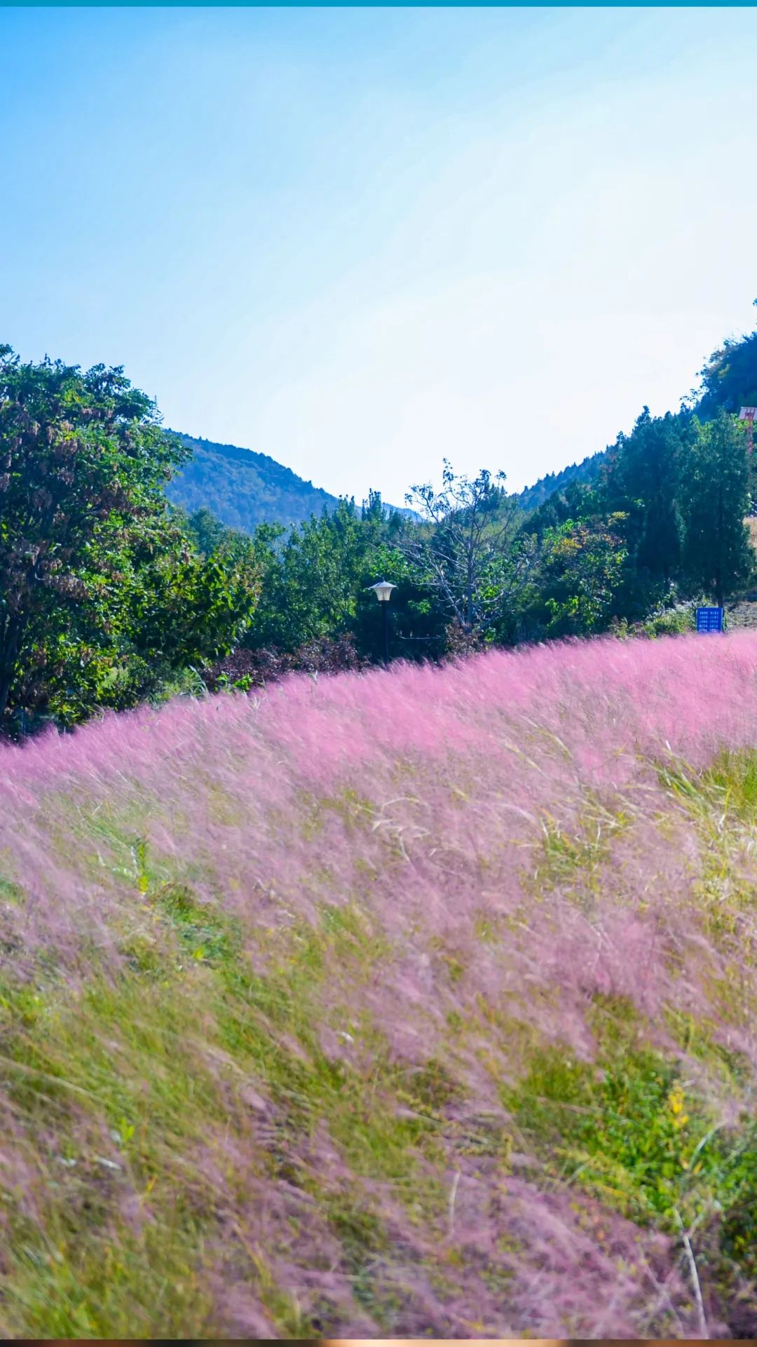这一站,济南!这些花海免费又出片,快来打卡"粉红的回忆"!