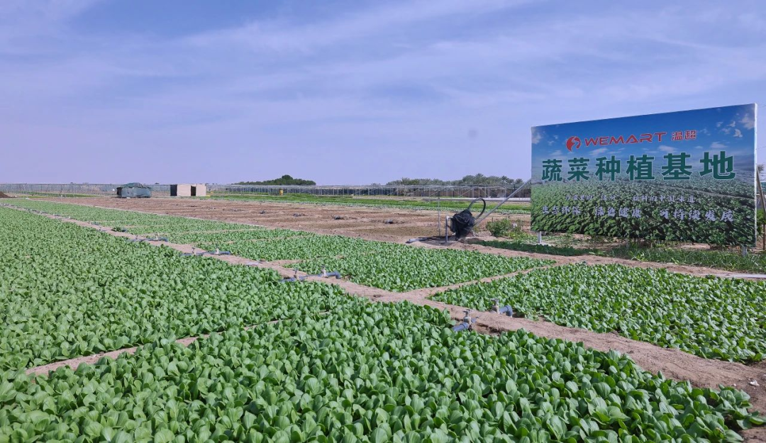 爱种菜的中国人，正在海外创造新风口