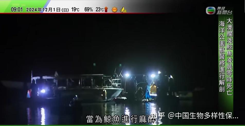 香港大澳搁浅喙鲸死亡！专家：注射麻醉剂可能是致死原因-第6张图片-香港亚特