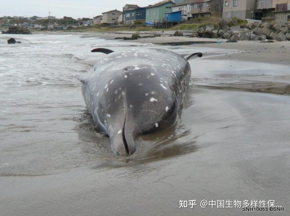 香港大澳搁浅喙鲸死亡！专家：注射麻醉剂可能是致死原因-第12张图片-香港亚特