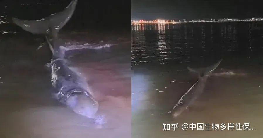 香港大澳搁浅喙鲸死亡！专家：注射麻醉剂可能是致死原因-第3张图片-香港亚特