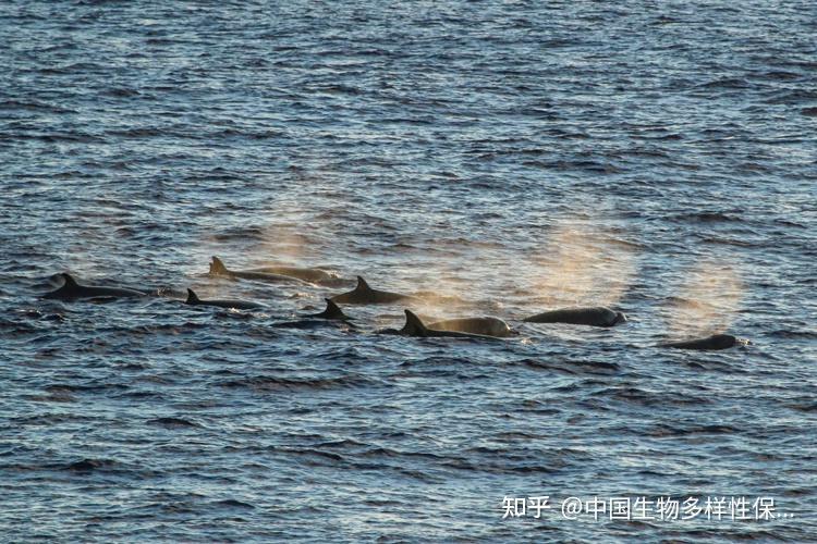 香港大澳搁浅喙鲸死亡！专家：注射麻醉剂可能是致死原因-第9张图片-香港亚特