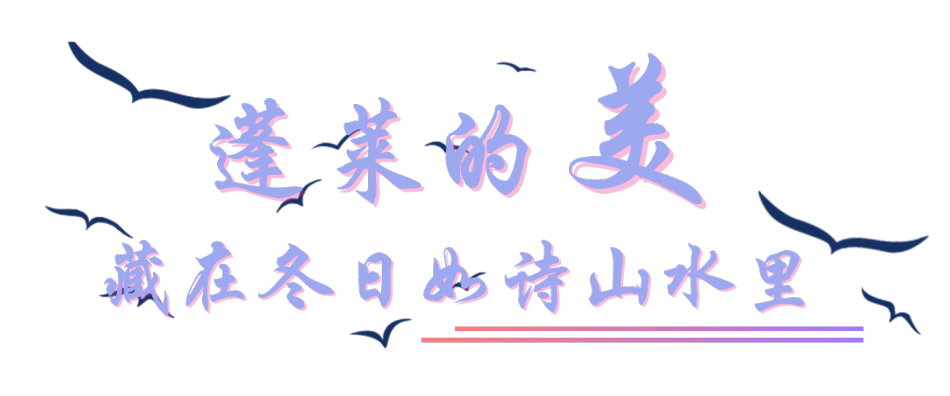 这个冬天，来蓬莱的N个理由！_澎湃号·政务_澎湃新闻-The Paper
