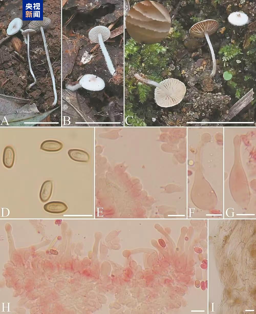 武夷山国家公园发现2个大型真菌新物种