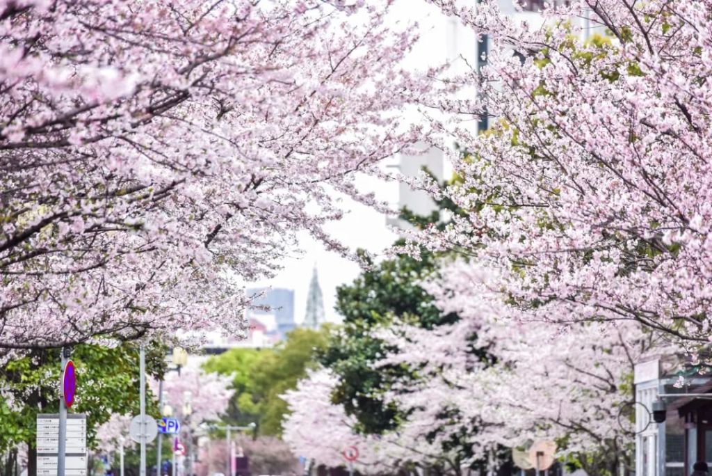 同济大学：3月22日至4月13日樱花开放期间，参观四平路校区需预约