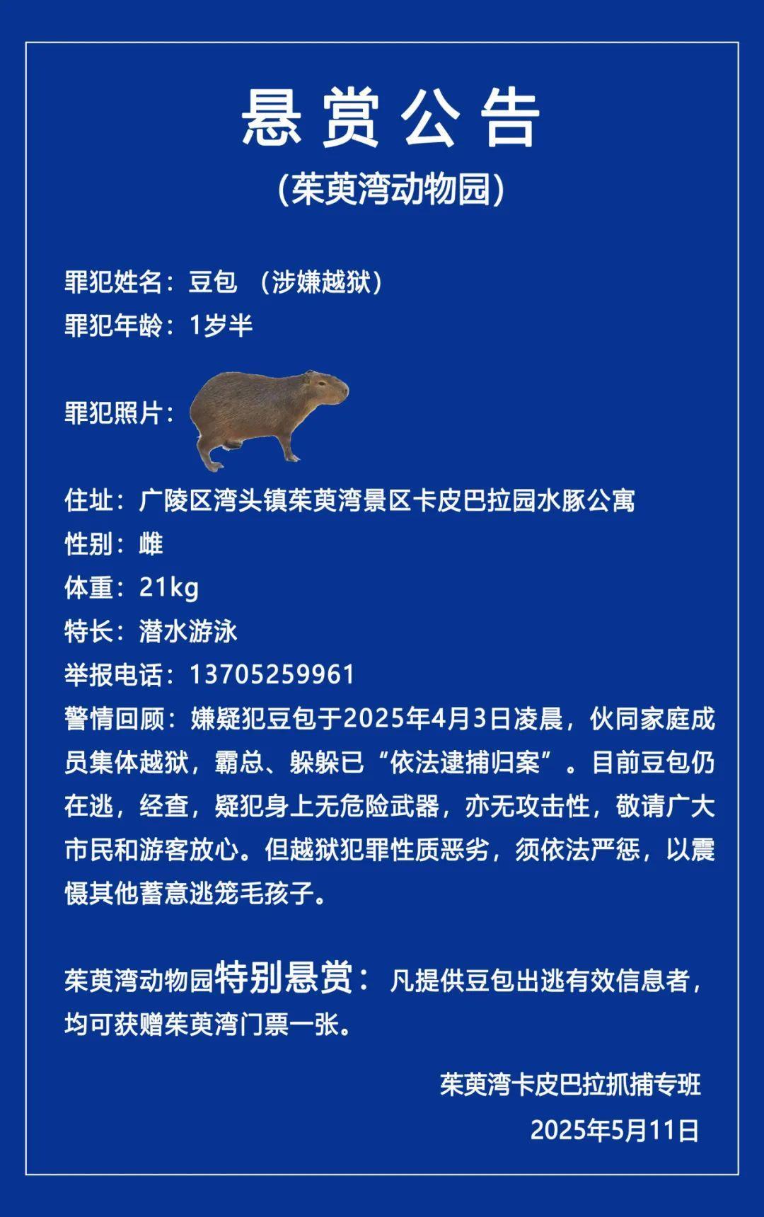 水豚“豆包”出逃已40天，扬州茱萸湾景区追加悬赏