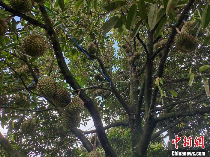 柬埔寨果农：期待柬埔寨榴莲走进中国市场