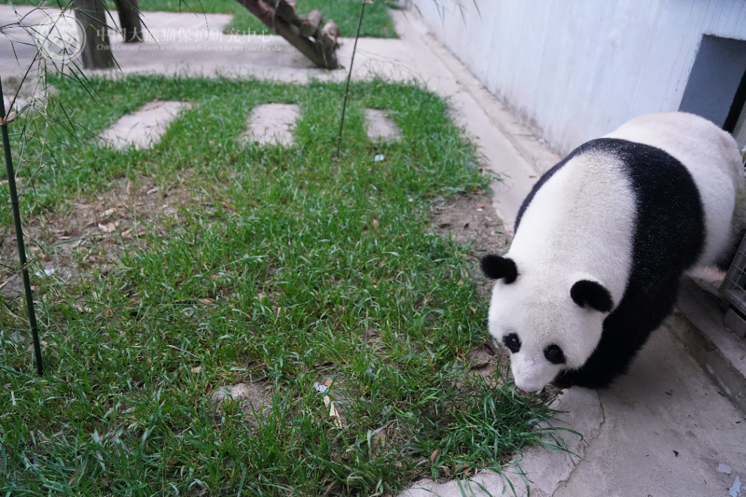 旅马大熊猫“福娃”“凤仪”平安回国