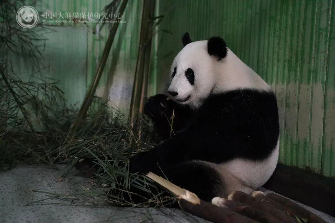 旅马大熊猫“福娃”“凤仪”平安回国