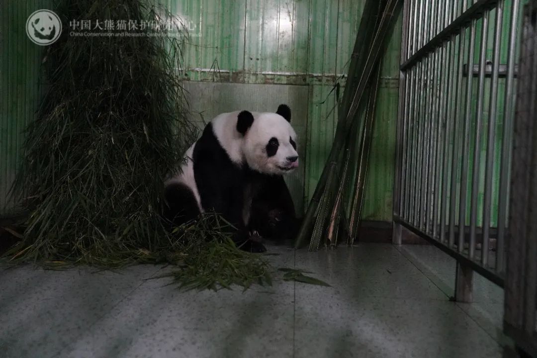 旅马大熊猫“福娃”“凤仪”平安回国