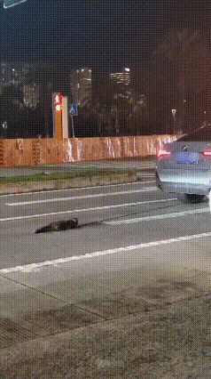 “宝马女司机驾车拖行虐猫”引关注，海口警方介入调查