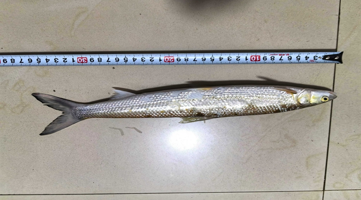 多地鱼类最新监测:鳤20余年首现赣江,泸州一网捞起67条长江鲟