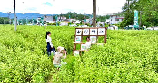 江西兴国县古龙岗镇首届艾草文旅消费季启幕