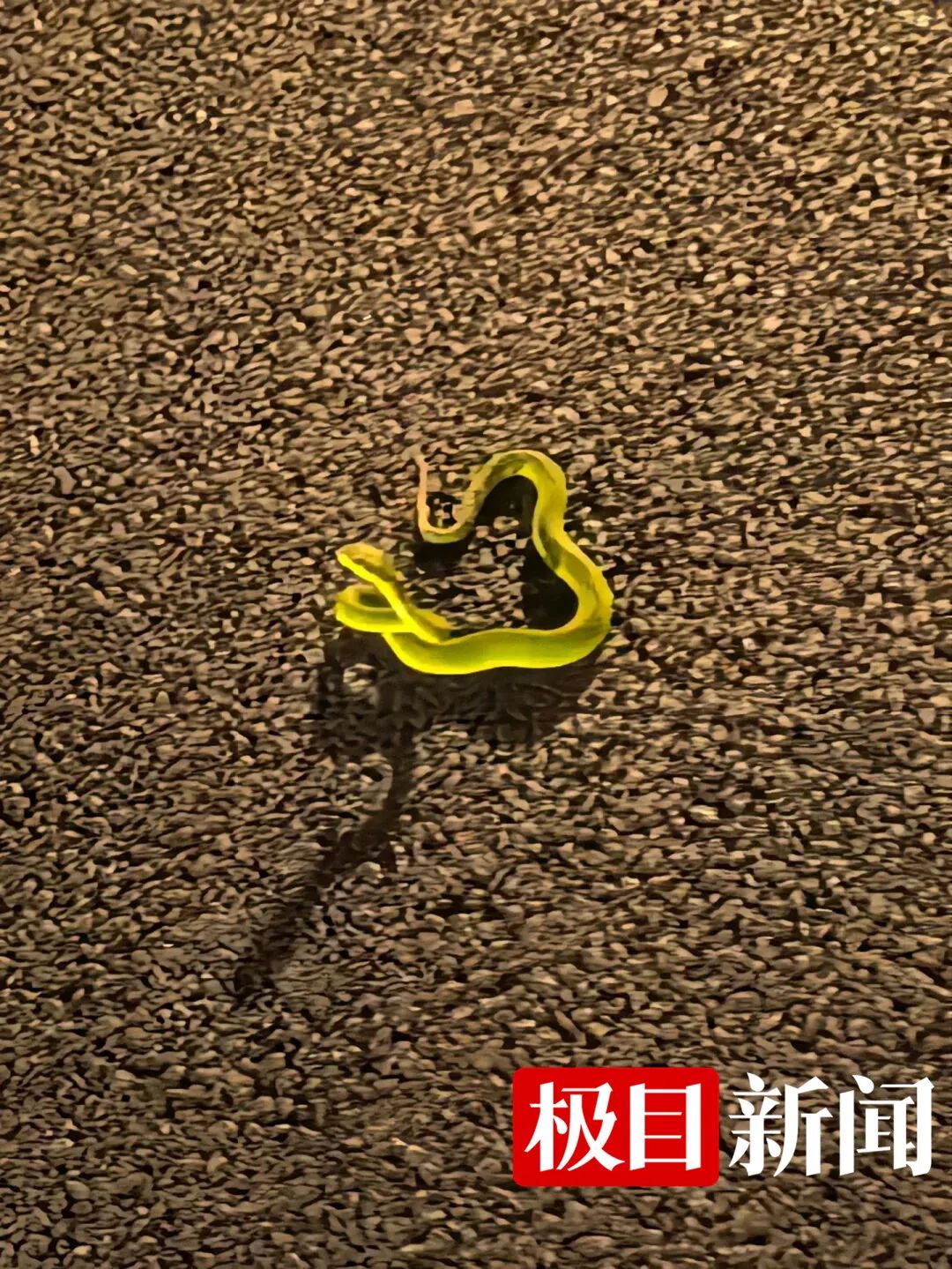 男子在东莞湖边散步时被蛇咬伤，拍下蛇的照片医院调来血清