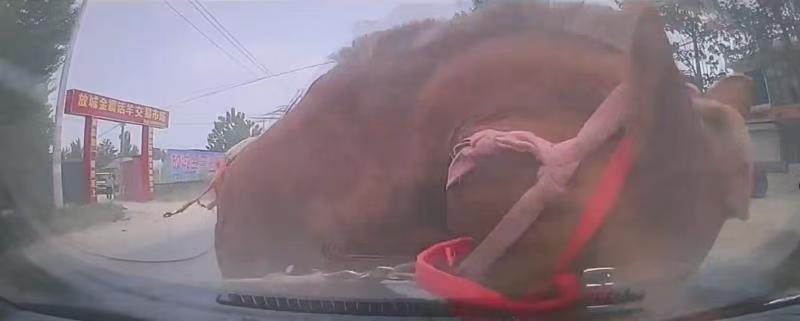 省道上蹿出一匹马撞碎小车前挡风玻璃，车马相撞如何定责？