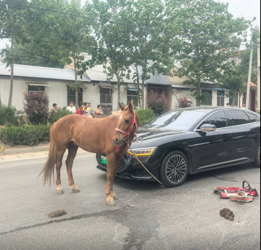 省道上蹿出一匹马撞碎小车前挡风玻璃,车马相撞如何定责?