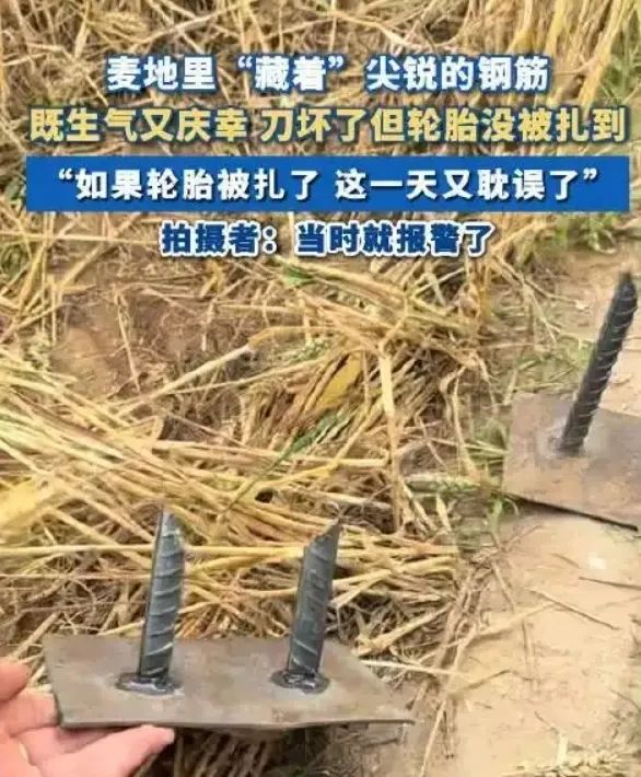 马上评｜麦田里投放“暗器”？干扰夏收必须严惩
