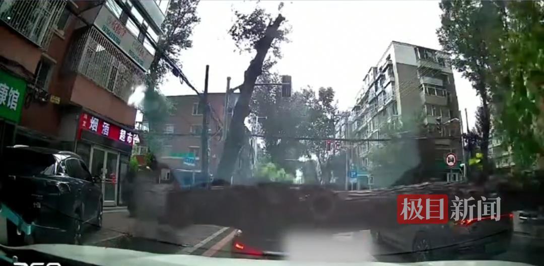 长春一行道树倒塌砸中路口车辆，园林管理处：暂无人员受伤，已清理现场
