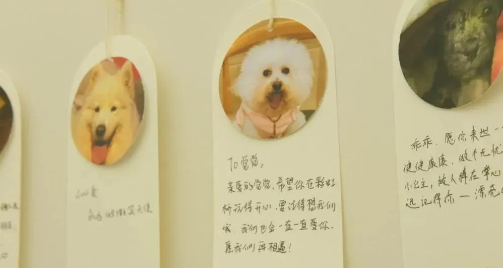 每年数百万只宠物死亡，“身后事”该如何对待？