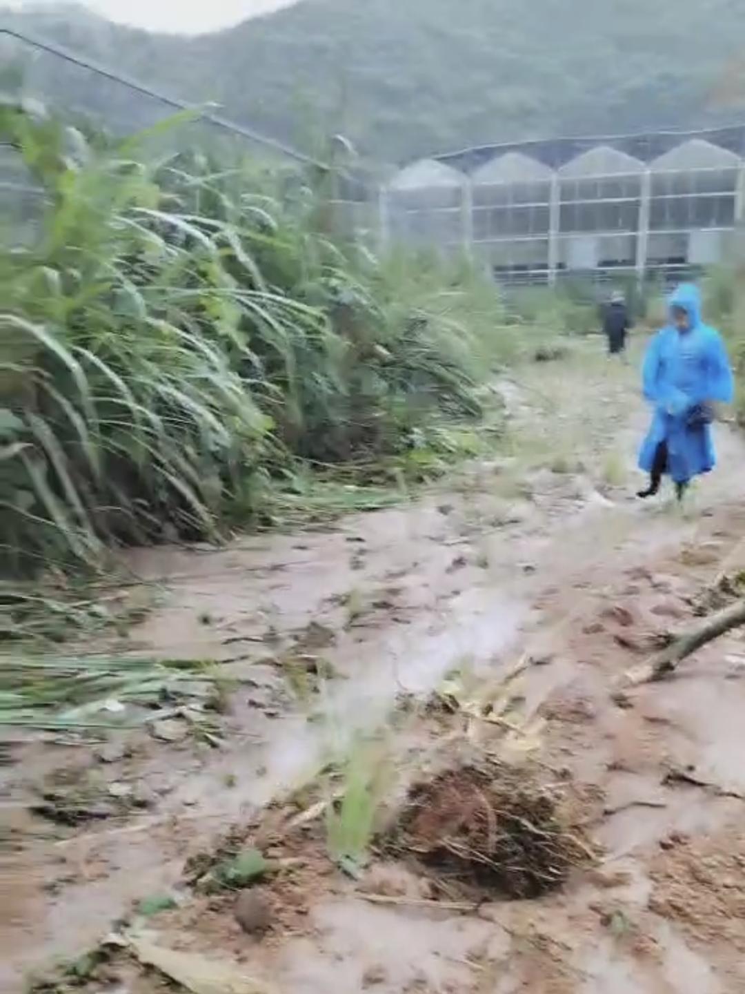湖南慈利一对六旬夫妇疑被洪水冲走，县政府办：仍在搜救
