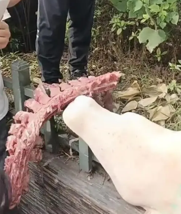 四川自贡一小学被曝使用发臭猪肉，官方通报：已封存，正在检测