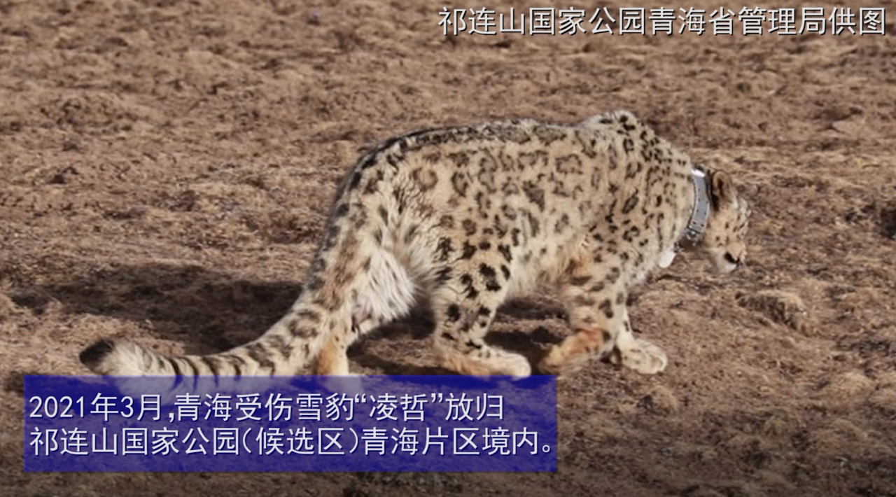 五月,祁连山深处的人和动物