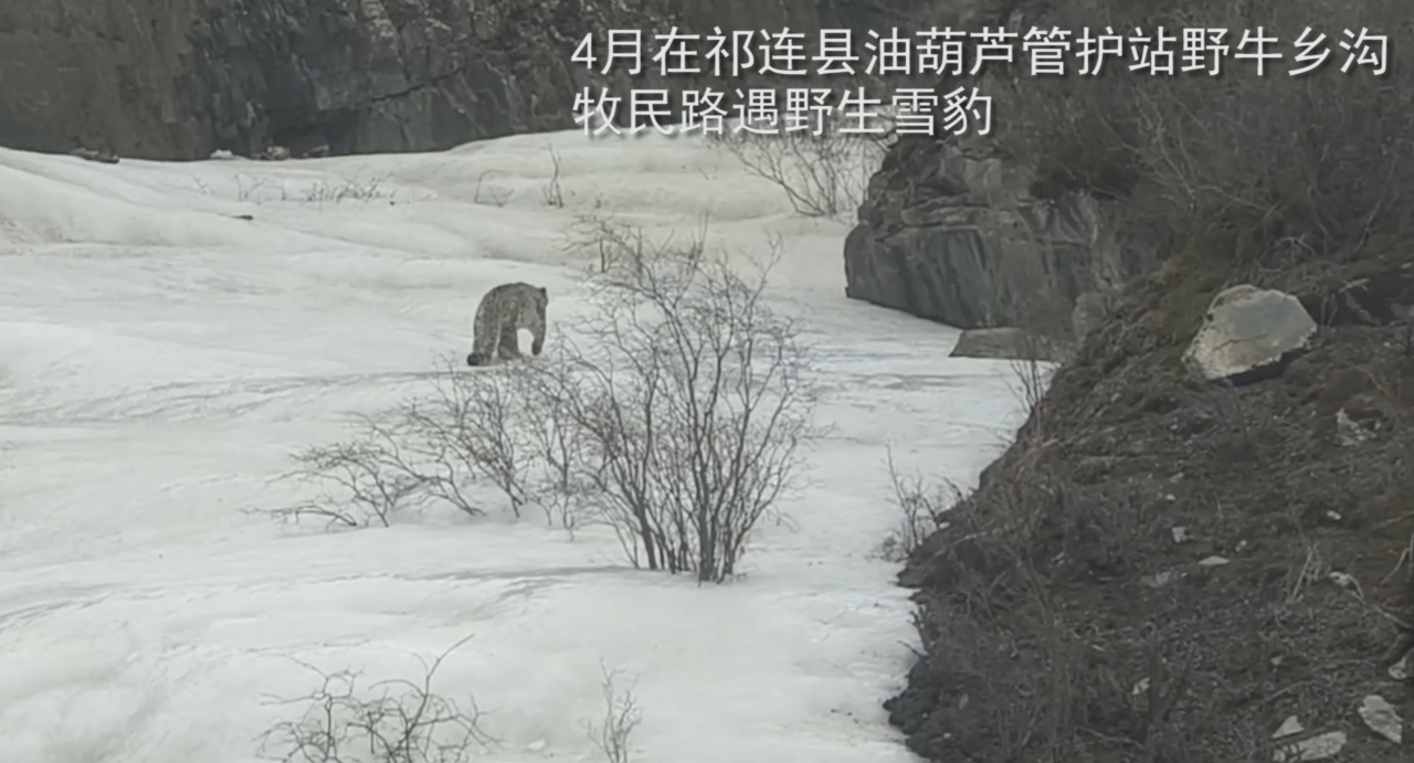五月,祁连山深处的人和动物