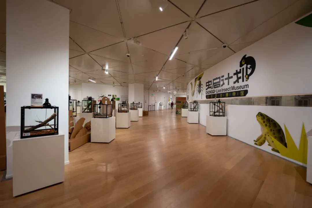 汇聚百余种标本与活体，活体昆虫博物馆特展在沪开幕