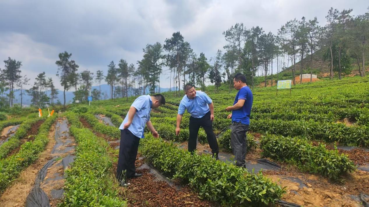 专利变“现金流”，菌房获“及时雨”：湖北银行金融“活水”精准浇灌荆楚创新沃土
