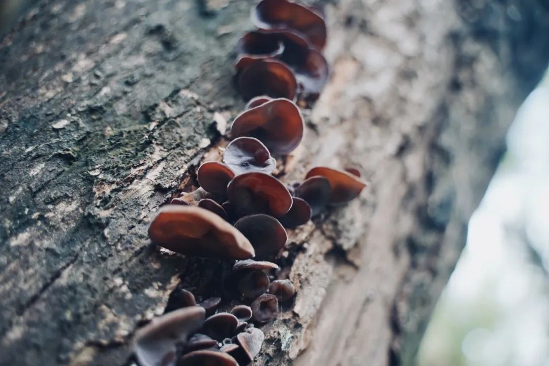 暑期研学新选择:走进西双版纳,感受自然与文化的奇妙碰撞